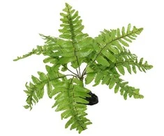 Dekors terārijam : Repti Planet Nephrolepis fern, 20 cm