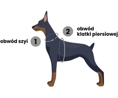 Dashi Neon Oranžinis nugaros diržai – Reguliuojami apsauginiai petnešos su atspindinčiomis juostelėmis, XS dydis