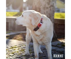 Dashi „Slide Collar“ – antkaklis su dryžuotu raštu, reguliuojamas šunų antkaklis, vidutinio dydžio, patvarus dizainas