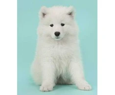 Dr. Lucy PRO Puppy Švelnus šampūnas 250ml – Švelnaus valymo formulė, hipoalerginė priežiūra