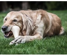 Nylabone Extreme Chicken Bone XXL – Itin didelis patvarus kramtomasis žaislas su tikrovišku vištienos skoniu