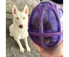 PetSafe Busy Buddy Kibble Nibble skanėstų žaisliukas – mažas, kiaušinio formos, patvarus dozatorius