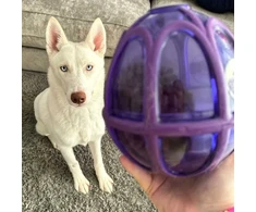 PetSafe Busy Buddy Kibble Nibble skanėstų žaisliukas – mažas, kiaušinio formos, patvarus dozatorius