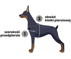 PetSafe Easy Walk pavadėlio ir diržų rinkinys – reguliuojamas juodas, mažas, patogus prigludimas