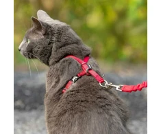 PetSafe Lengvas „Easy Walk“ katės pavadėlis ir pavadėlio rinkinys – raudonas, vidutinis, lanksti amortizacijos konstrukcija