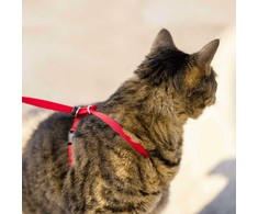 PetSafe Lengvas „Easy Walk“ katės pavadėlis ir pavadėlio rinkinys – raudonas, vidutinis, lanksti amortizacijos konstrukcija