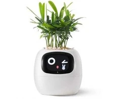Kwiatydonice PlantsIO IVY Balta
