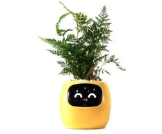 Kwiatydonice PlantsIO gebenė geltona