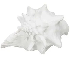 Jaukeja Baltos spalvos jūros kriauklė, 21x19x13 cm
