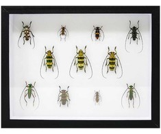 Eksponavimo dėžė (Čekija) (23 x 30 x 5,4 cm.)