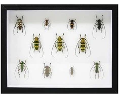 Eksponavimo dėžė (Čekija) (23 x 30 x 5,4 cm.)
