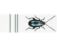 Klijavimo formelė (11 x 5 mm)