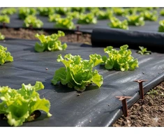 Chomik Agroplėvelė nuo piktžolių 1 x 10 m, juoda, 50 g/m²
