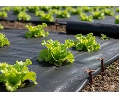 Agroplėvelė nuo piktžolių 1 x 30 m juoda 50 g/m²