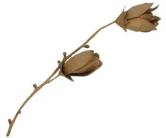 Décopatch Magnolija