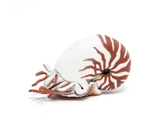 Papo Nautilus kriauklė