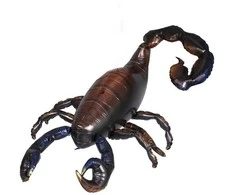 Folinis didelis balionas "Skorpionas" 83x126 cm 3D