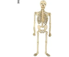 Pakabinamas skeletas 32cm