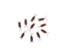 Plastikiniai tarakonai 5cm 10vnt