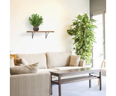 Lova Kodustaar 2 ketaus lentynos laikiklių su grandine rinkinys