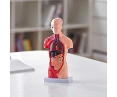VEVOR Žmogaus kūno modelis su nuimamais organais