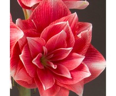 Amarilis (meilenis) 'Double Dream', svogūnas, 1 vnt.
