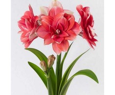 Amarilis (meilenis) 'Double Dream', svogūnas, 1 vnt.