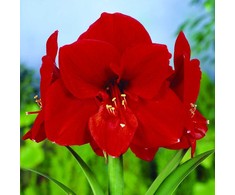 Amarilis (meilenis) 'Ferrari' XL dydis, svogūnas, 1 vnt.