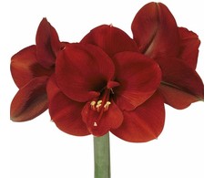 Amarilis (meilenis) 'Ferrari' XL dydis, svogūnas, 1 vnt.