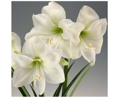 Amarilis (meilenis) 'Mont Blanc' XL dydis, svogūnas, 1 vnt.