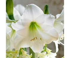 Amarilis (meilenis) 'Mont Blanc' XL dydis, svogūnas, 1 vnt.