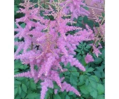 Astilbė darželinė 'Amethyst', šaknis, 1vnt