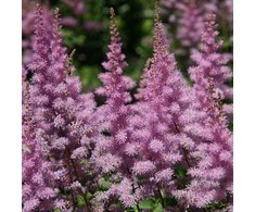 Astilbė darželinė 'Amethyst', šaknis, 1vnt