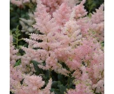 Astilbė japoninė 'Peach Blossom', šaknis