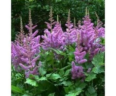 Astilbė kininė 'Violetinė Glory', 1 vnt.
