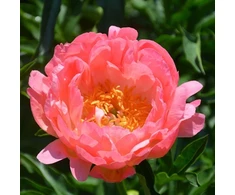 Bijūnas 'Coral Sunset', šaknis, 10 vnt.