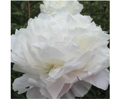 Bijūnas 'Marie Lemoine', šaknis