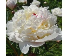 Bijūnas 'Marie Lemoine', šaknis