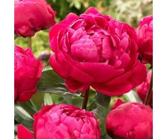 Bijūnas ‘Raudona Sarah Bernhardt’, šaknis, 10 vnt.