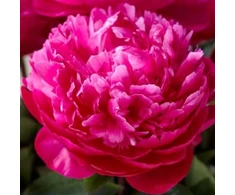 Bijūnas ‘Raudona Sarah Bernhardt’, šaknis, 10 vnt.