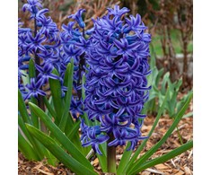 Blue Hiacintas 'Mėlyna Jacket’, 9 vnt.