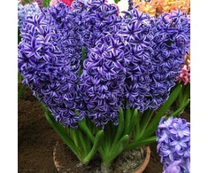 Blue Hiacintas 'Mėlyna Jacket’, 9 vnt.