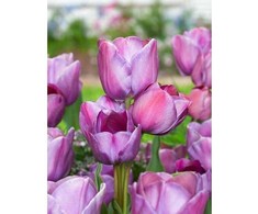 Tulpė 'Blue Heaven', 15 vnt.