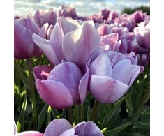 Tulpė 'Blue Heaven', 15 vnt.