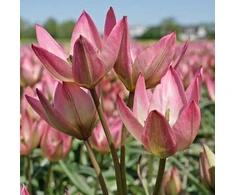 Botaninė tulpė ‘Danique', 15 vnt.