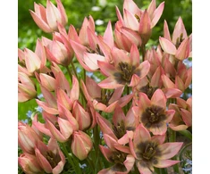 Botaninė tulpė ‘Danique', 5 vnt.