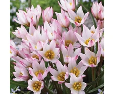 Botaninė tulpė ‘Hildė’, 30 vnt.