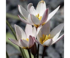 Botaninė tulpė ‘Hildė’, 50 vnt.
