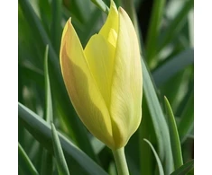 Botaninė tulpė ‘Honky Tonk’ , 10 vnt.