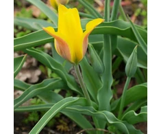 Botaninė tulpė ‘Kolpakowskiana’ , 10 vnt.